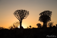 Aloe dichotoma