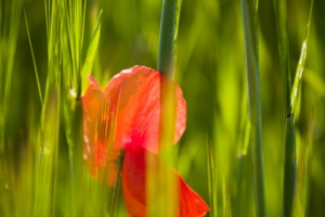 Flora