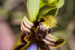 Espejo de venus (Ophrys speculum)