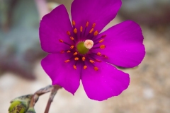 Flors d'Atacama