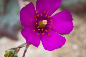 Deserts florits
