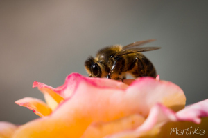 Insectes