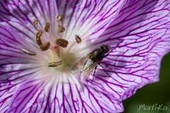 Mosca domèstica o comú (Musca domestica)