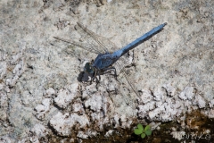 Orthetrum chrysostigma (mascle)