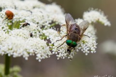 Philipomyia aprica (mascle)