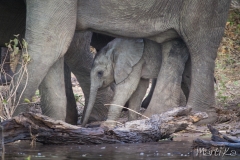 Elefant africà de sabana (Loxodonta africana)