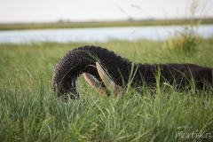 Elefant africà de sabana (Loxodonta africana)