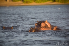 Hipopòtam (Hippopotamus amphibius)