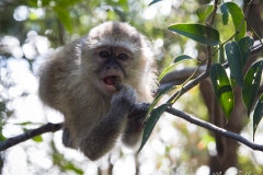 Vervet (Chlorocebus pygerythrus)