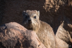 Damà roquer del Cap (Procavia capensis)