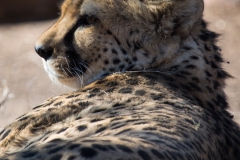Guepard (Acinonyx jubatus)