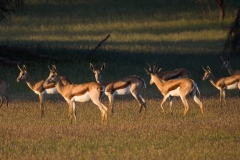 Gaseles saltadores (Antidorcas marsupialis)