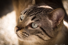 Miu (Felis silvestris catus)