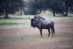 Nyu blau (Connochaetes taurinus)