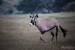 Òrix del Cap (Oryx gazella)