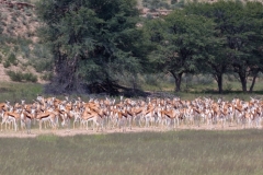 Ramat de gasela saltadora (Antidorcas marsupialis)
