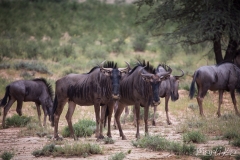Nyu blau (Connochaetes taurinus)