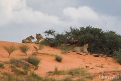 Lleones (Panthera leo)