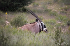 Òrix del Cap (Oryx gazella)