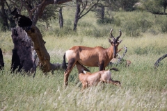 Búbal vermell (Alcelaphus caama)