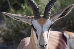 Gasela saltadora o springbok (Antidorcas marsupialis)
