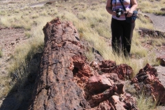 2008 - Petrified Forest