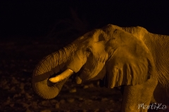 Elefant