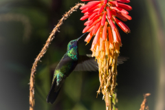 Colibri