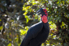 Calau terrestre meridional (Bucorvus leadbeateri)