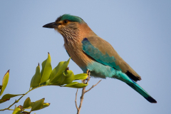 Carraca india (Coracias benghalensis)