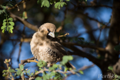 Ocell republicà (Philetairus socius)