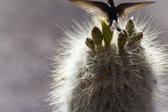 Colibrí
