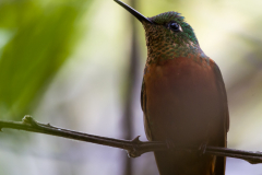 Colibrí
