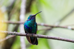 Colibrí rutilante (Colibrí coruscans)