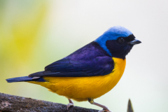 Tangará de cabeza celeste (Euphonia cyanocephala aureata)