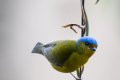 Tangará de cabeza celeste (Euphonia cyanocephala aureata)