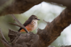 Atrapamoscas chiflaperro (Myiotheretes striaticollis)