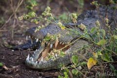 Cocodril del Nil (Crocodylus niloticus)